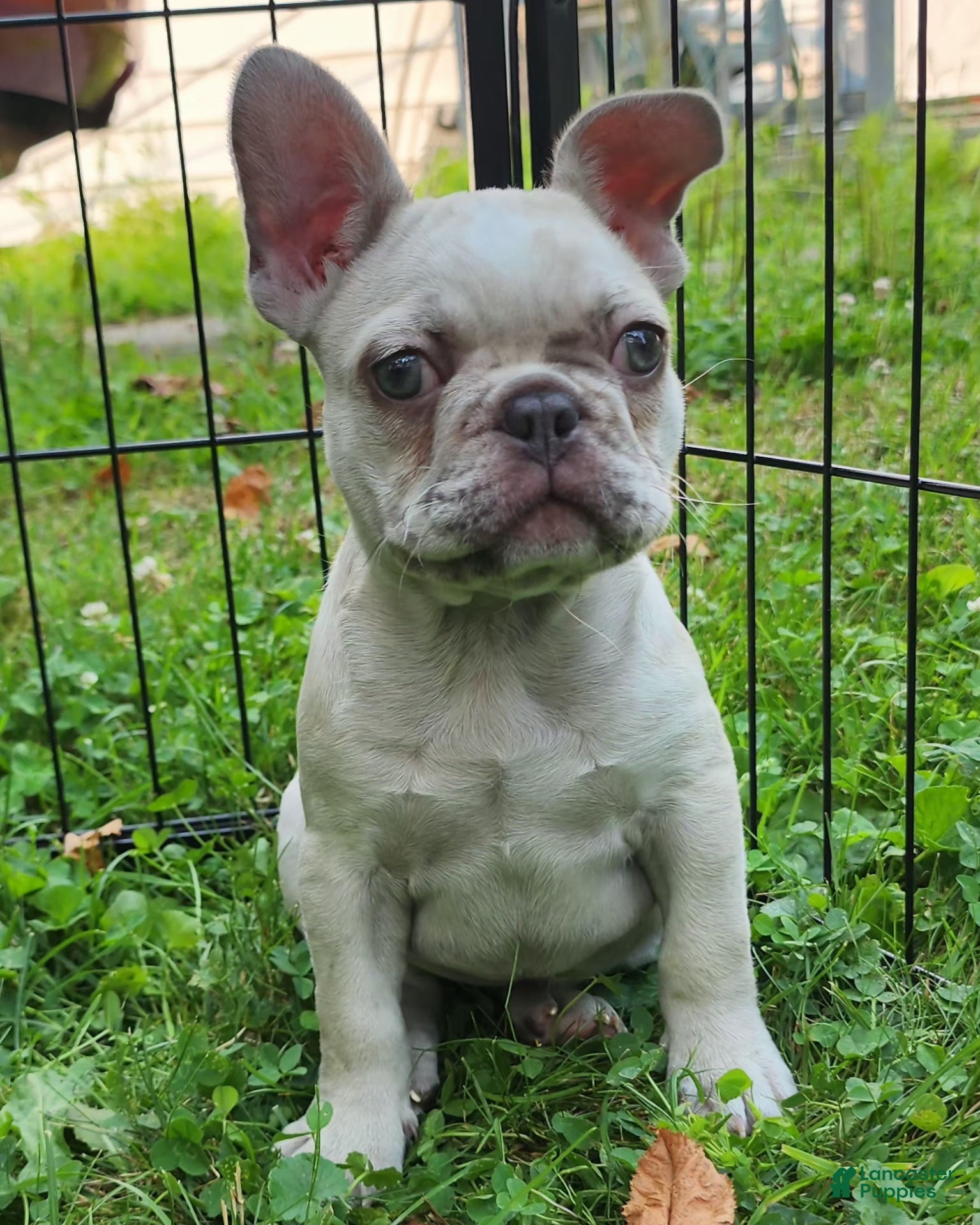 French Bulldog dogs Mello - Ad 1