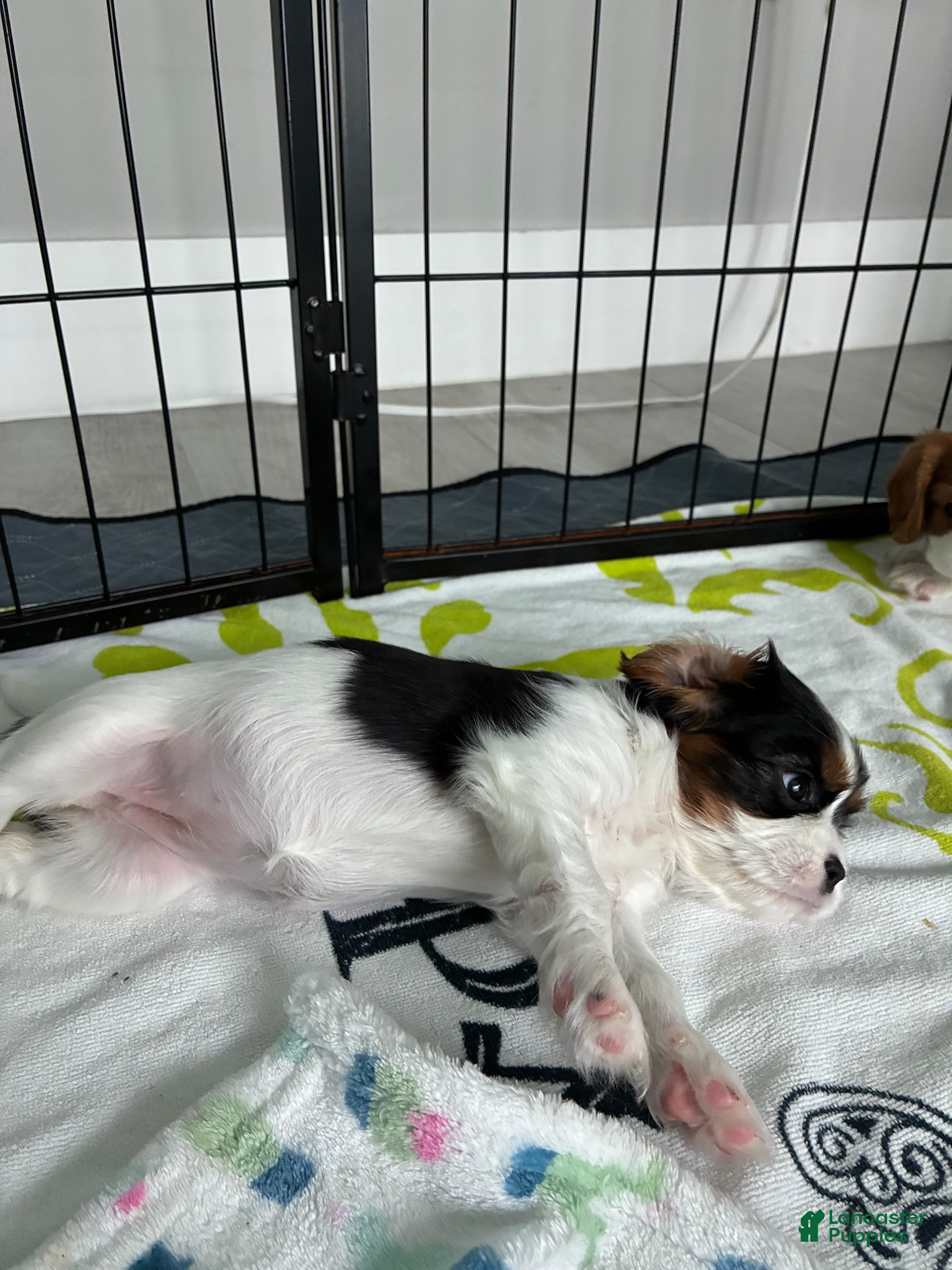 Cavalier King Charles Spaniel dogs Bambi - Ad 2