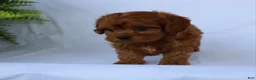 Cavapoo dogs for sale: Max - Ad 5