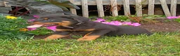 Rottweiler dogs for sale: Diamond - Ad 3