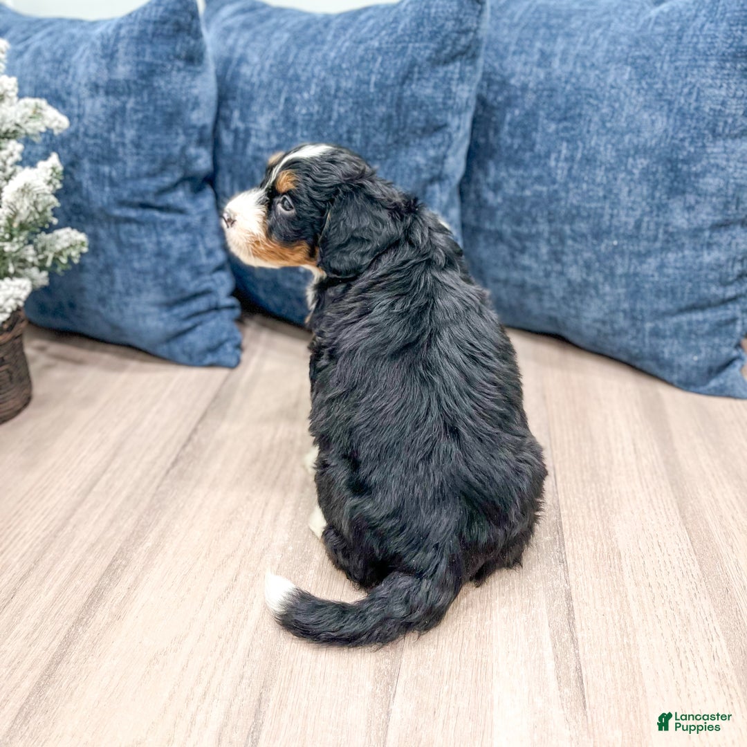 Mini Bernedoodle dogs for sale: Colt - Ad 5