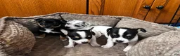 Chihuahua dogs for sale: 🐾Bart~Merle Chihuahua - Ad 15