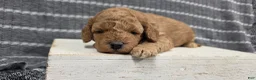 Miniature Poodle dogs for sale: Buttercup - Ad 3
