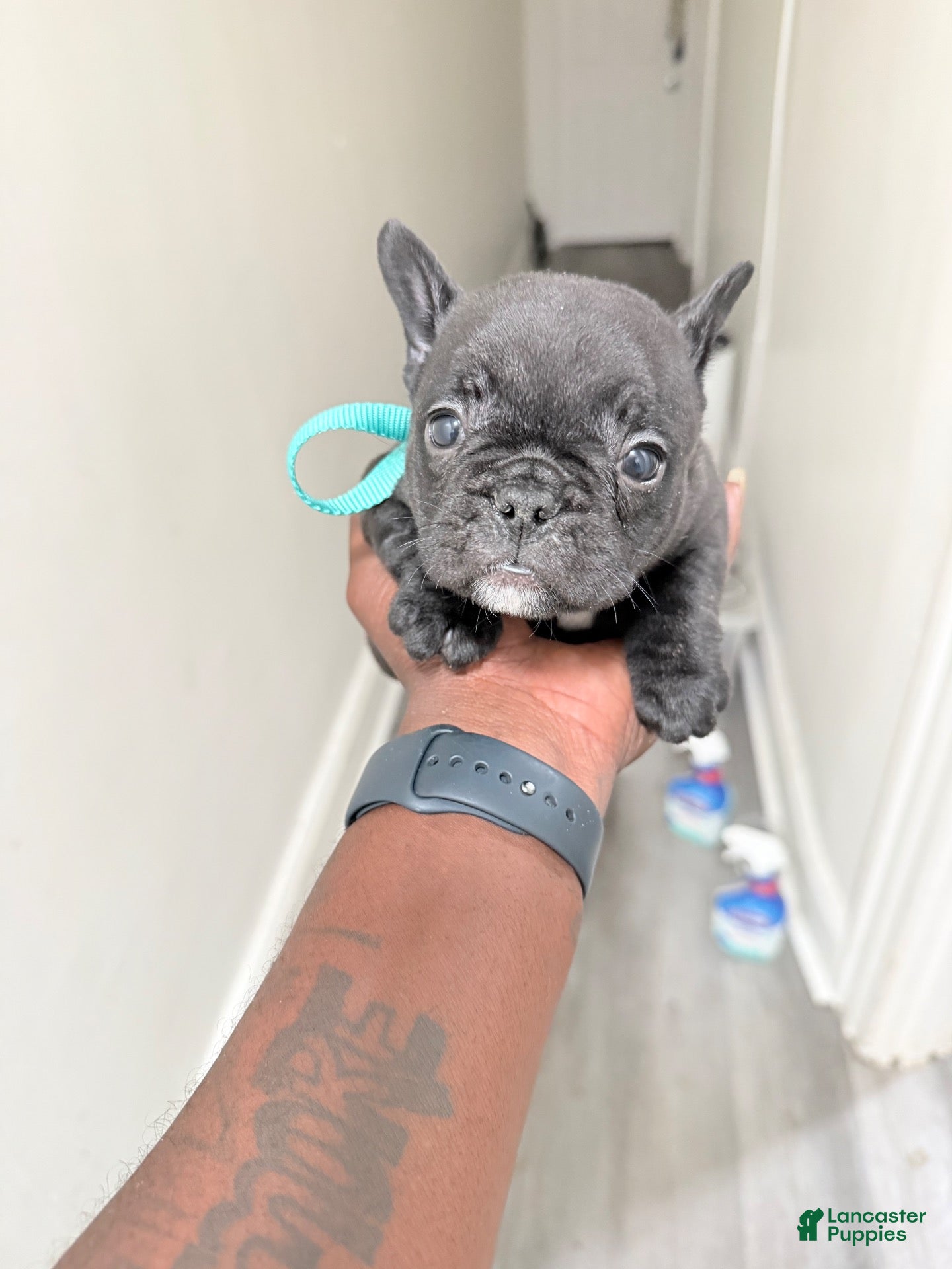 French Bulldog dogs French Bulldog 5 - Ad 1