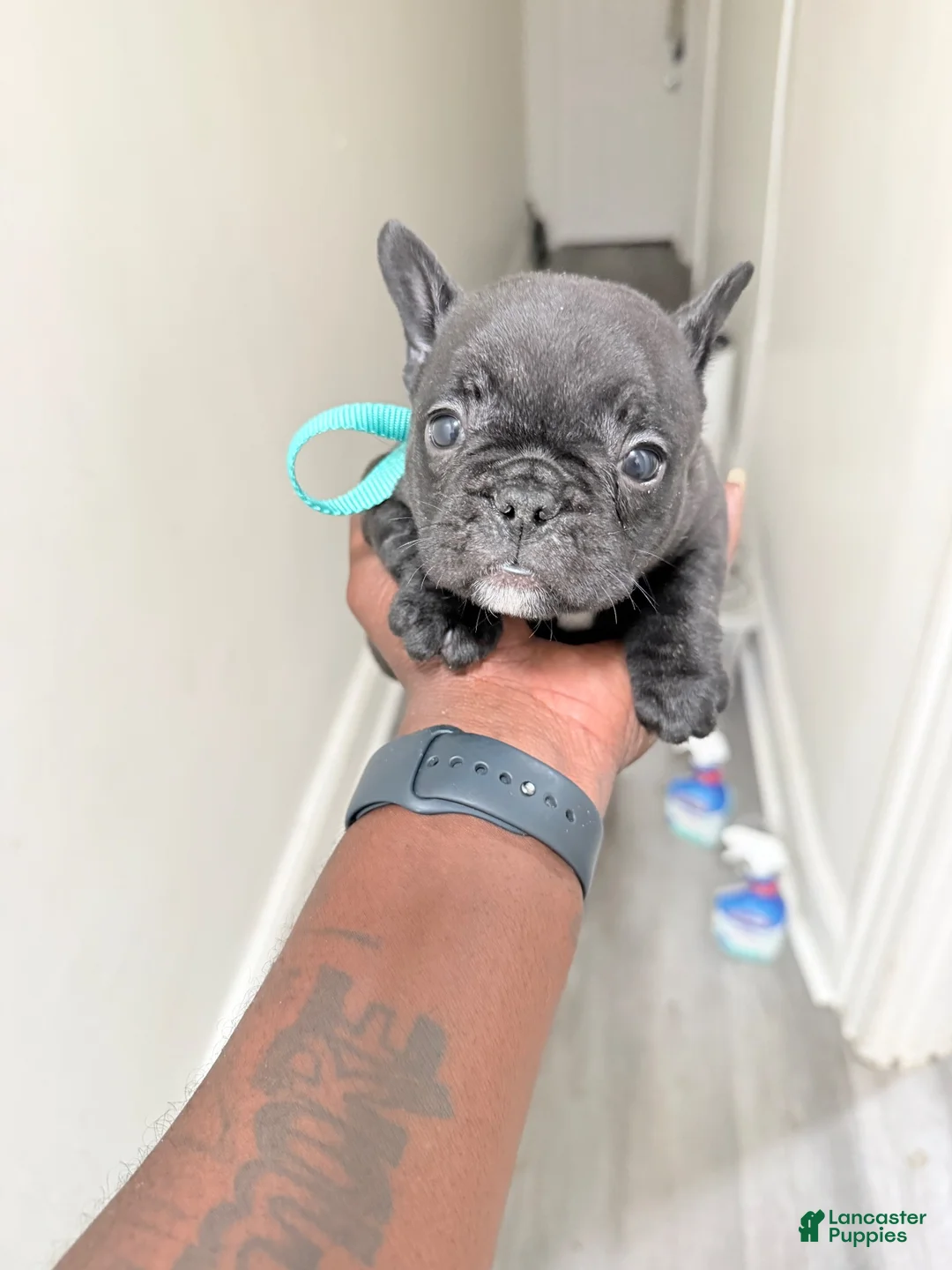 French Bulldog dogs for sale: French Bulldog 5 - Ad 1