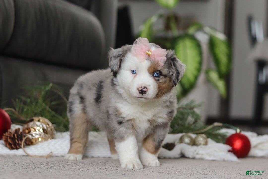 Miniature Australian Shepherd dogs for sale: Abby - Ad 2