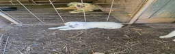 Great Pyrenees dogs for sale: Great Pyrenees 4 - Ad 5