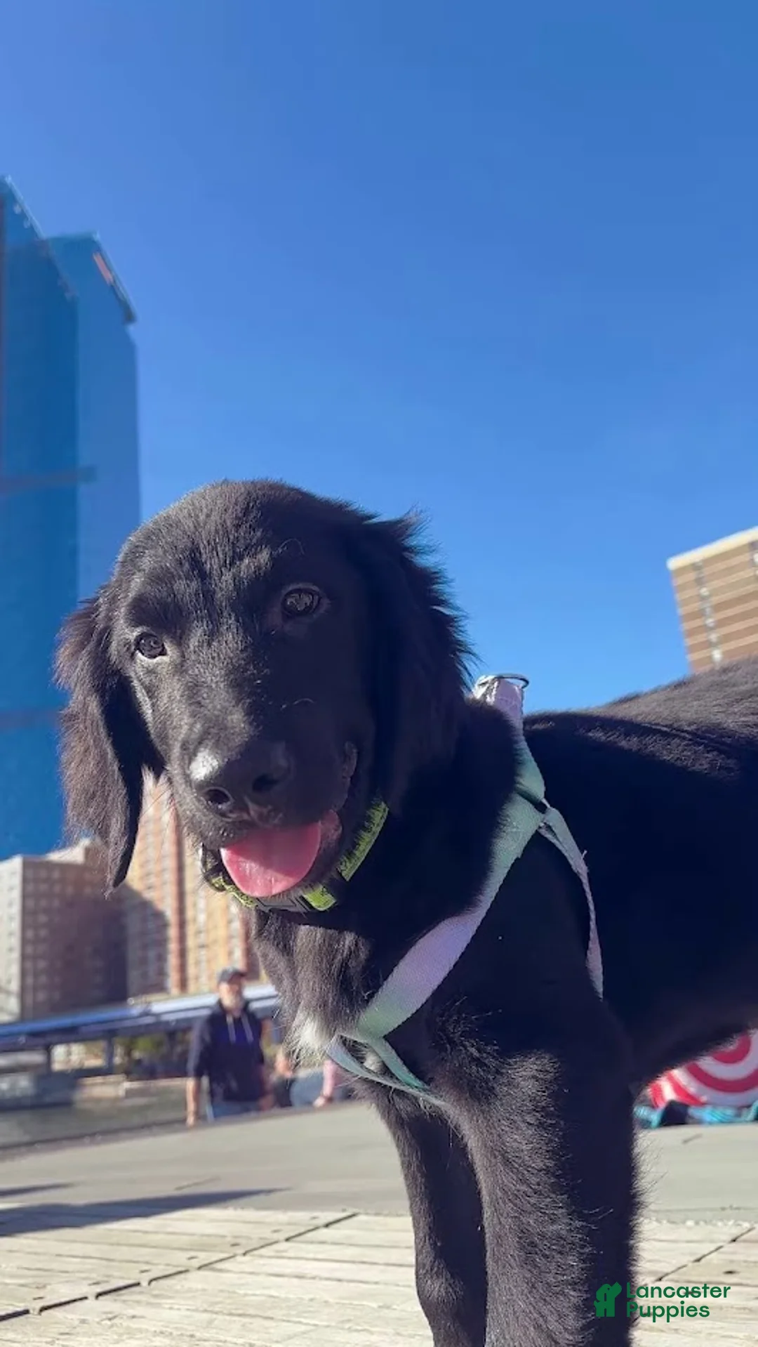 Labradoodle dogs for sale: Hunter - Ad 4