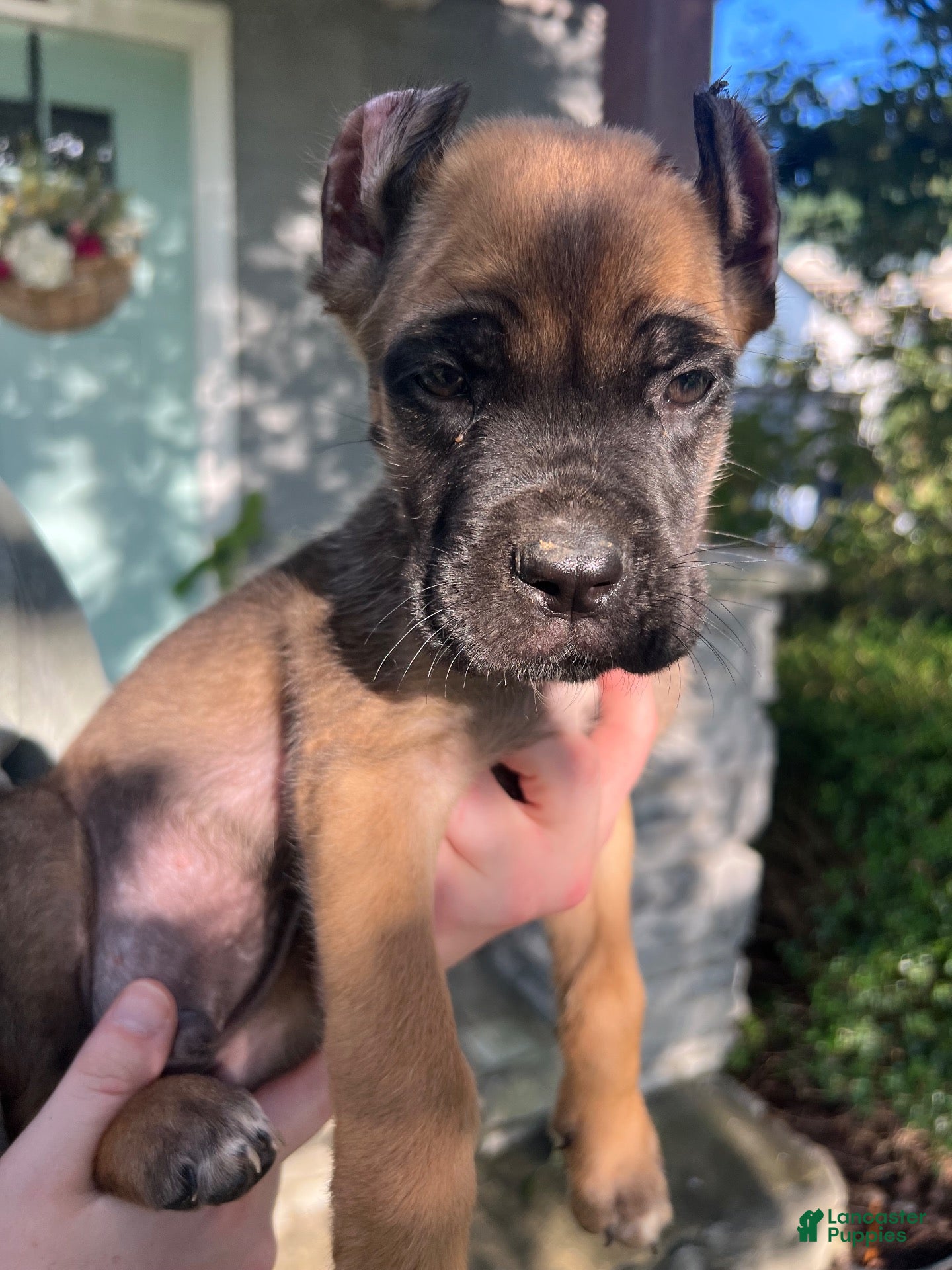 Cane Corso dogs Green Collar Male - Ad 1