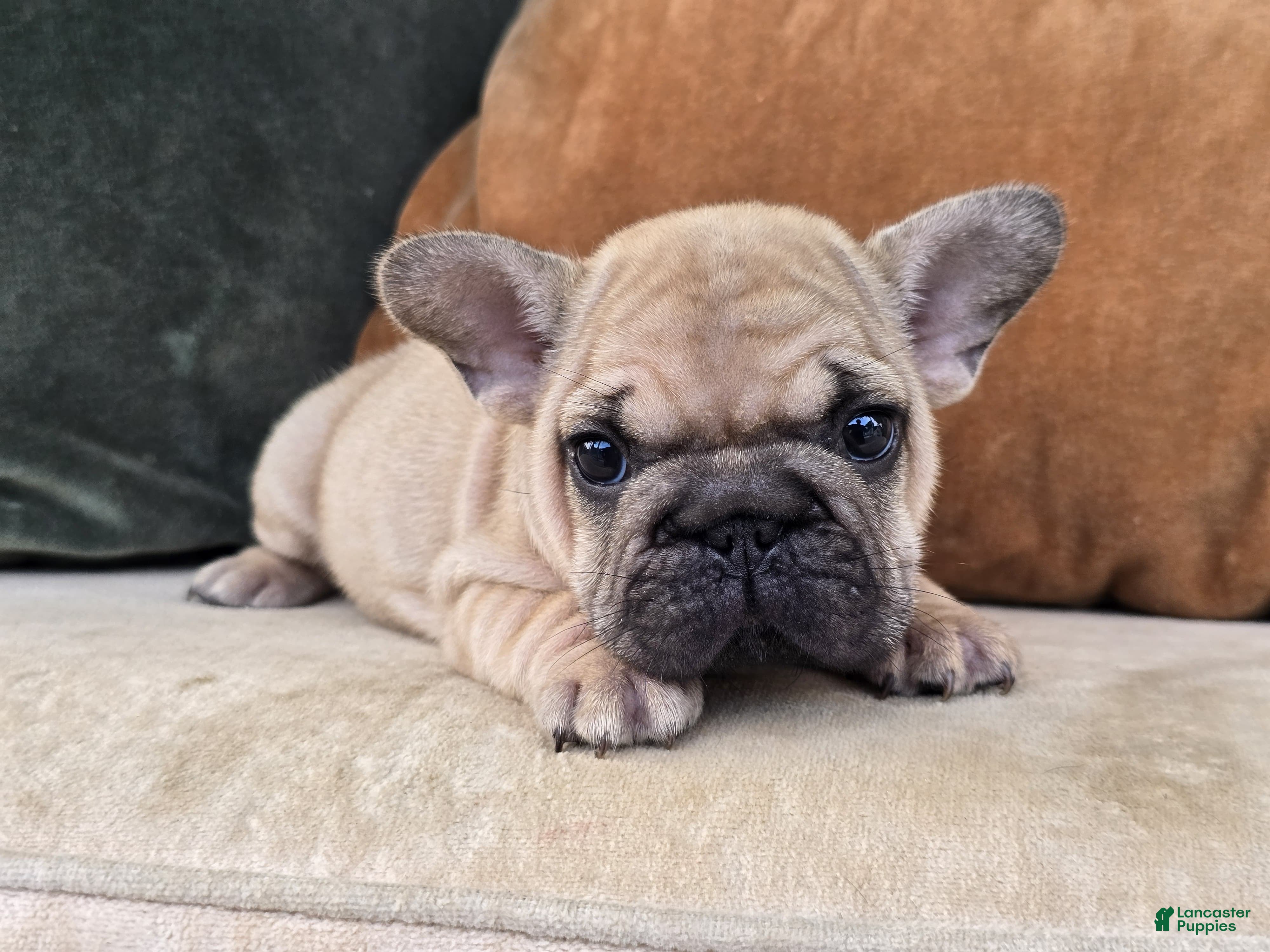 French Bulldog dogs Penelope - Ad 2
