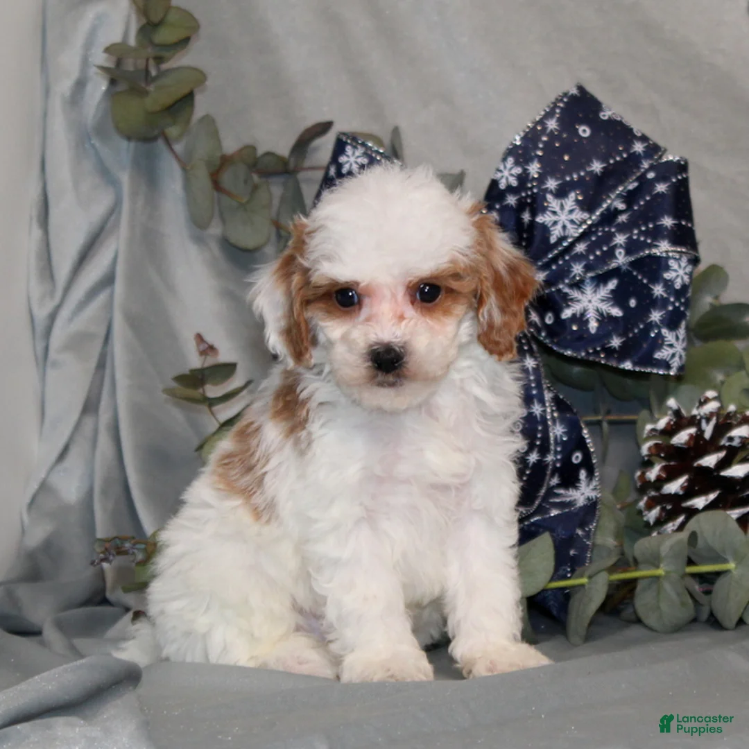 Miniature Poodle dogs for sale: Quack - Ad 4