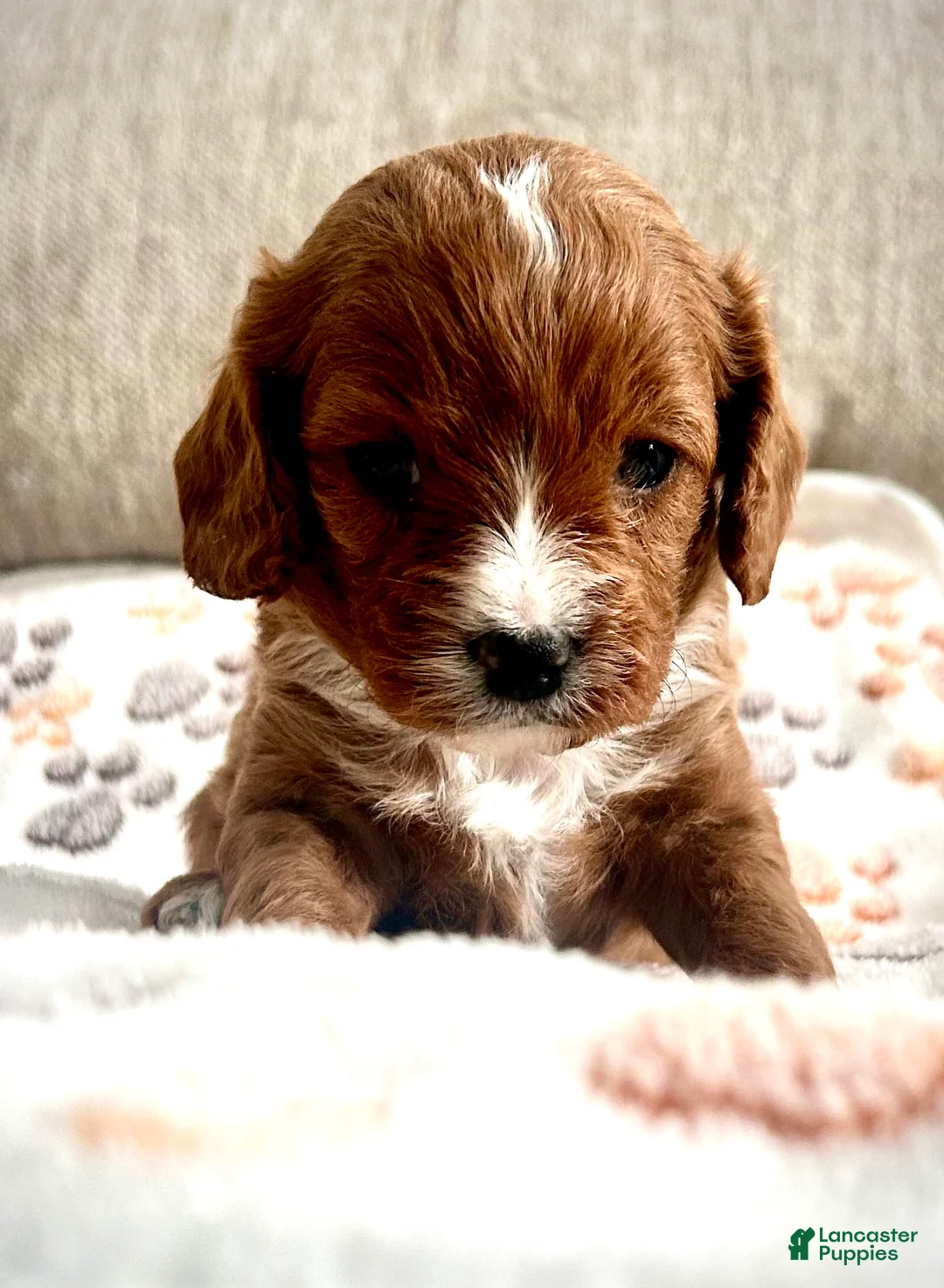 Cavapoo dogs for sale: Teddy 💙  - Ad 4