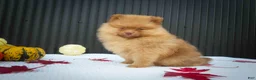 Pomeranian dogs for sale: 🐾 Meet Rosa — A Bouncy Little Ball of Fluff! 🐾 - Ad 8