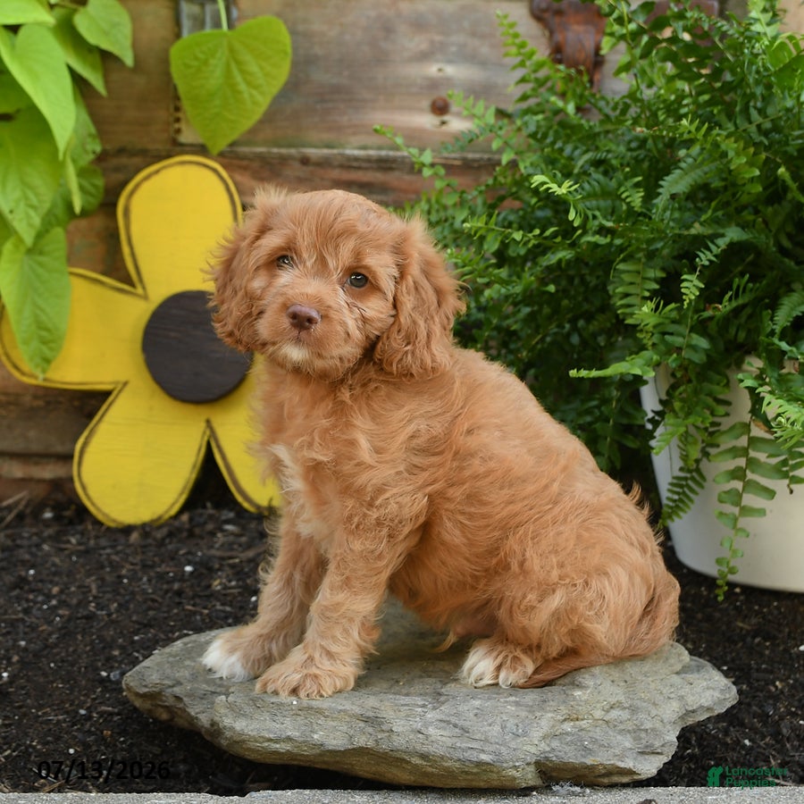 Cavapoo dogs Alfie - Ad 2