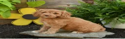 Cavapoo dogs for sale: Alfie - Ad 2