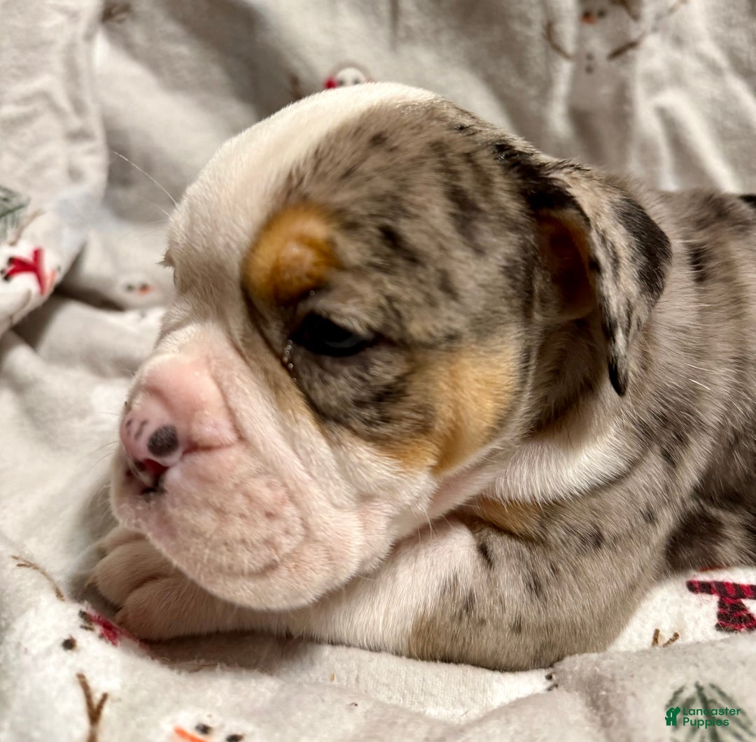 Olde English Bulldogge dogs for sale: Alexandria - Ad 1