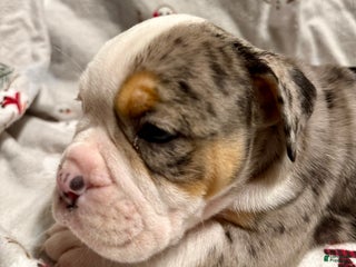 Olde English Bulldogge dogs Alexandria - Ad 3