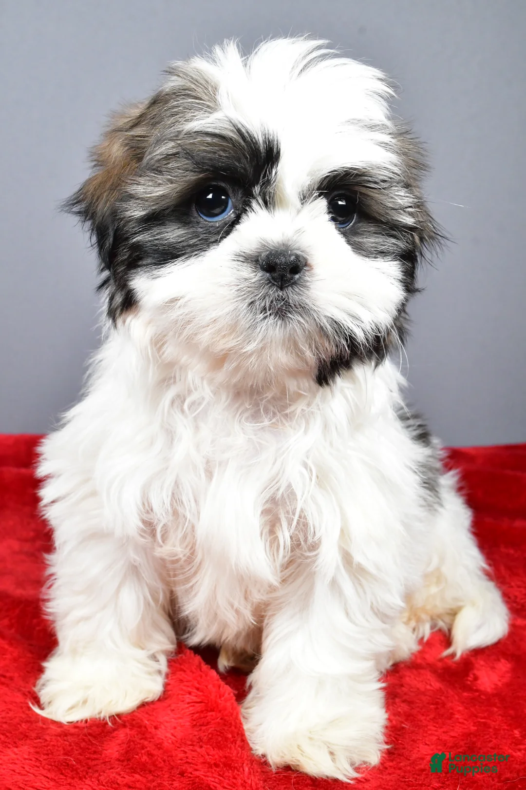 Shih Tzu dogs for sale: Neal - Ad 8