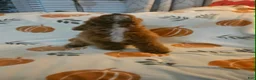 Toy Poodle dogs for sale: Nala - Ad 3