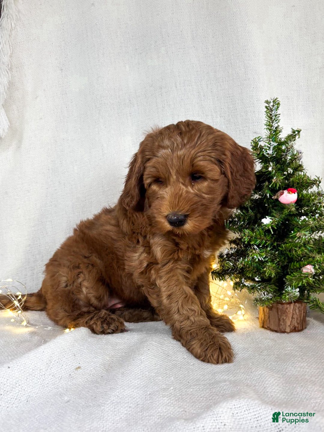 Goldendoodle dogs for sale: Ginger - Ad 3