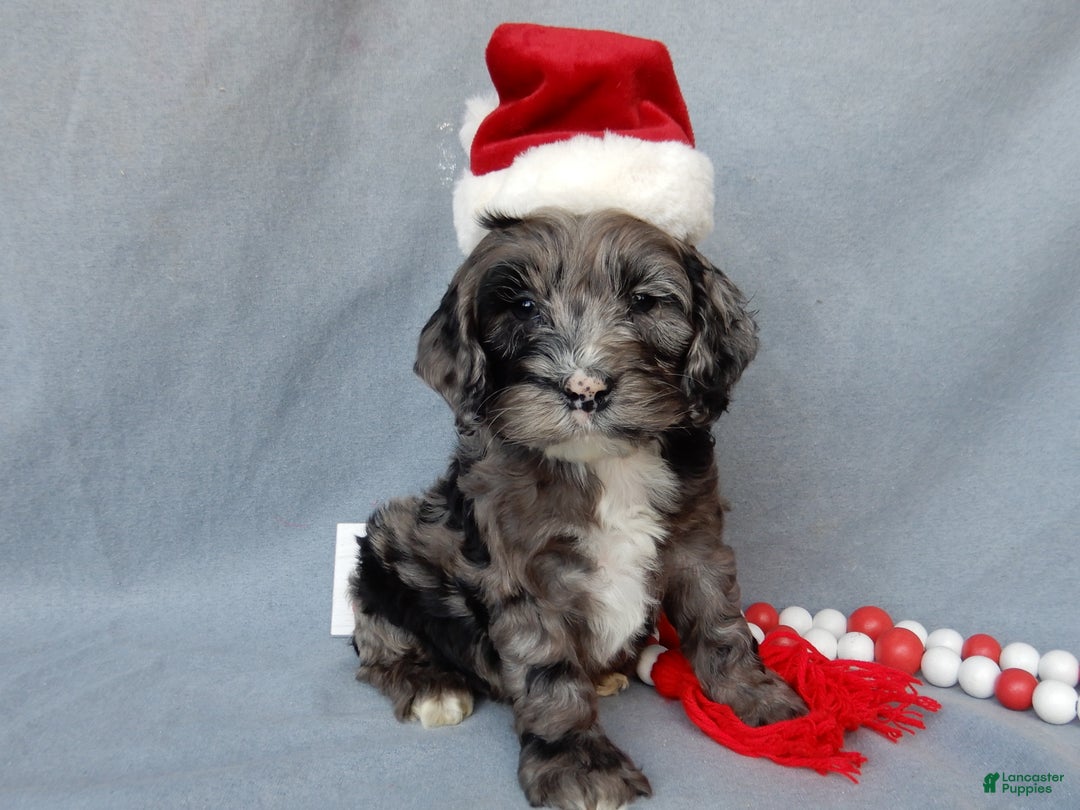 Cockapoo dogs for sale: Bentley - Ad 1