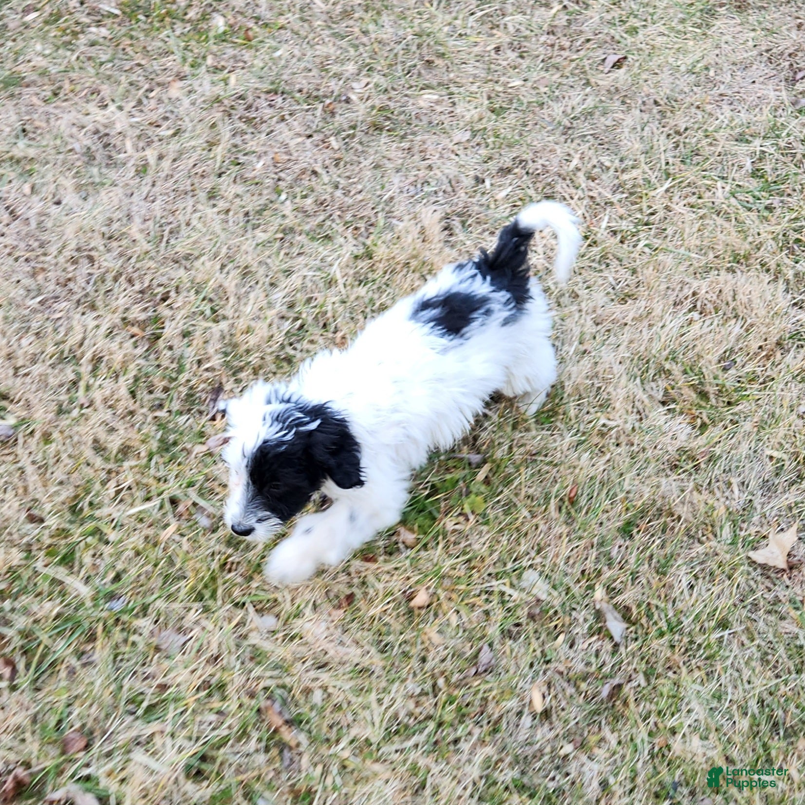 Portuguese Water Dog dogs Cliff - Ad 2