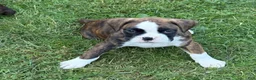 Boxer dogs for sale: DUSSEL  - Ad 14