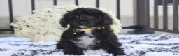 Yorkiepoo dogs for sale: Ranger  - Ad 12