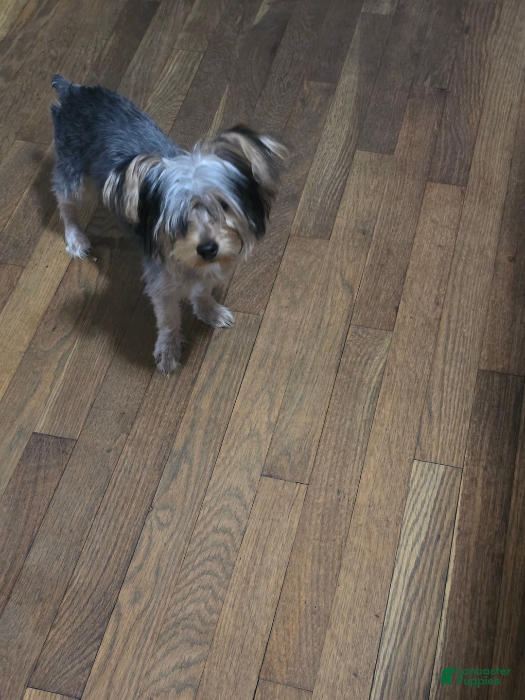 Yorkshire Terrier dogs for sale: Yorkshire Terrier Puppy 1 - Ad 1