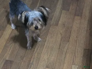 Yorkshire Terrier dogs Yorkshire Terrier Puppy 1 - Ad 1