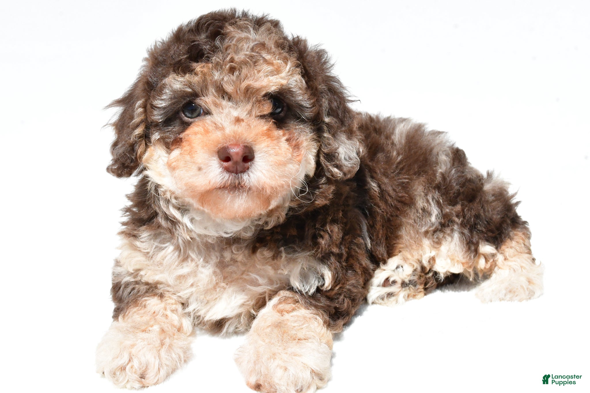 Miniature Poodle dogs Tulip - Ad 2