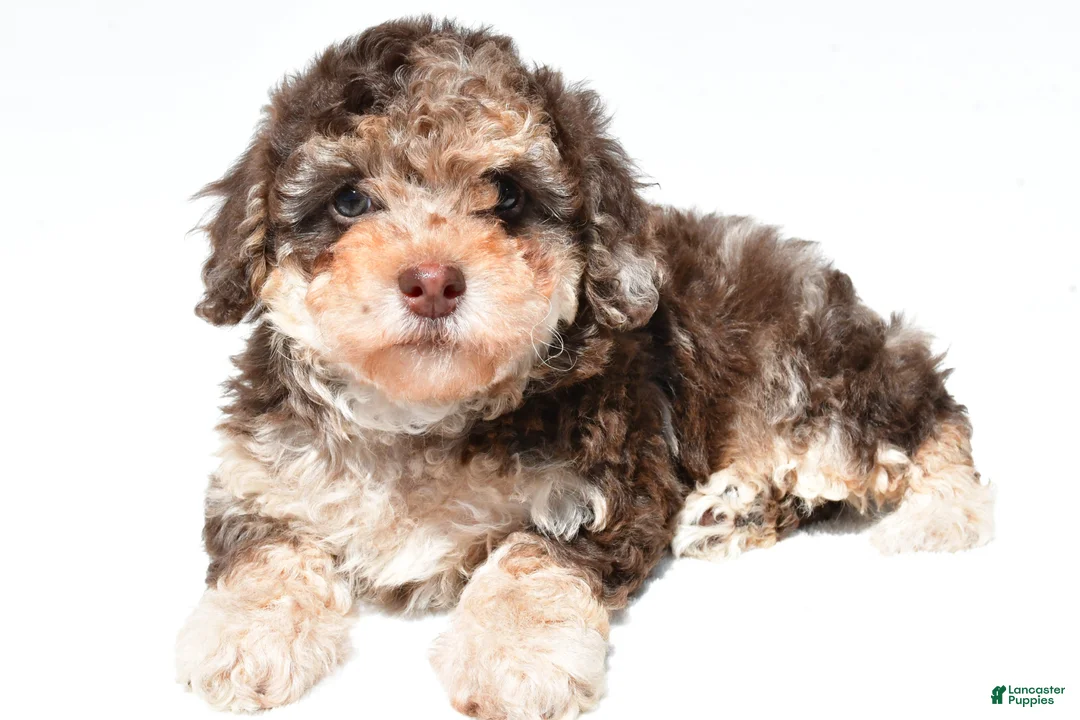 Miniature Poodle dogs for sale: Tulip - Ad 2