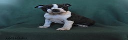 Boston Terrier dogs for sale: Nova - Ad 1