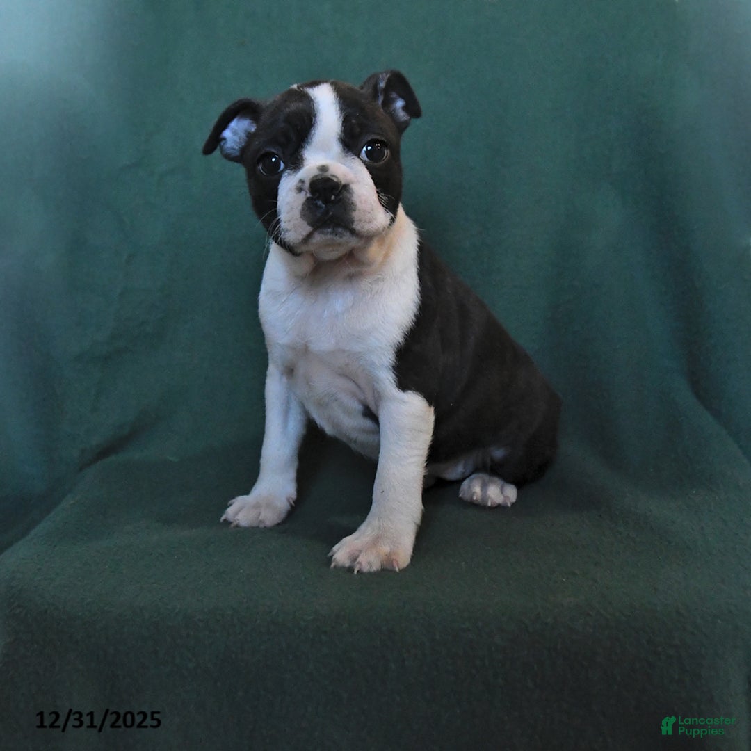 Boston Terrier dogs for sale: Nova - Ad 1
