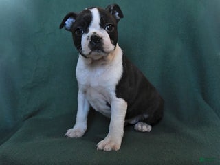 Boston Terrier dogs Nova - Ad 41