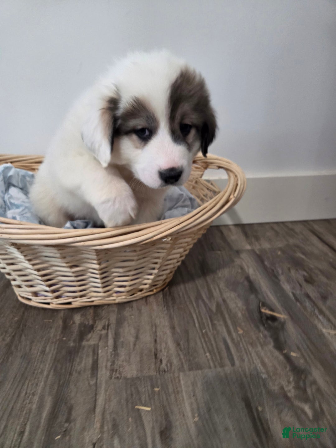 Great Pyrenees dogs for sale: Patrick - Ad 5