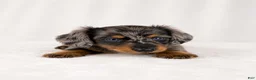 Miniature Dachshund dogs for sale: Gia - Ad 4