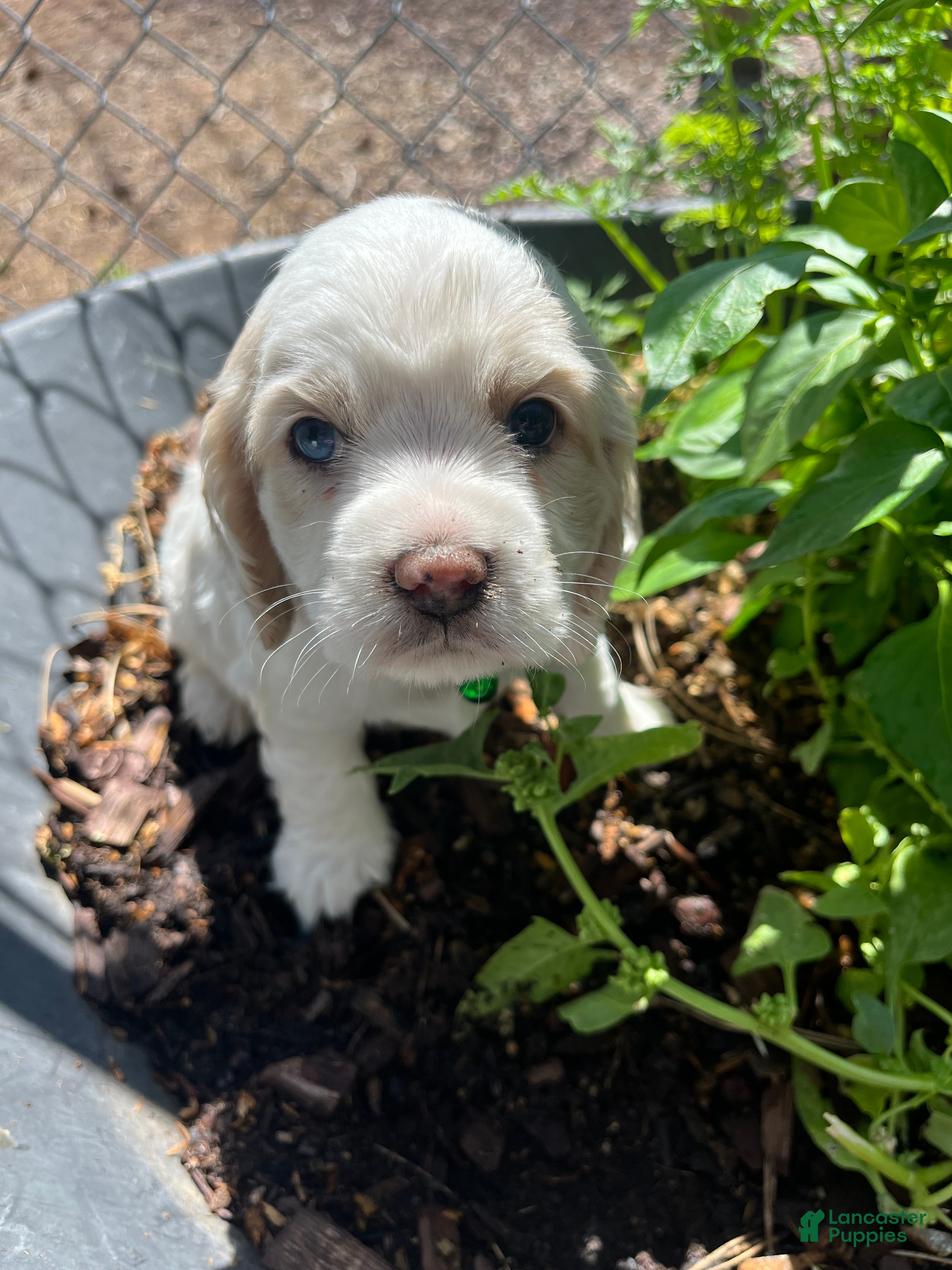 Cocker Spaniel dogs Cocker Spaniel Puppy 5 Female - Daisy - Ad 2