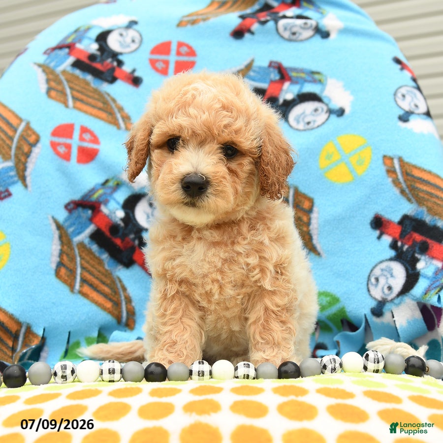 Bichpoo dogs Caramel - Ad 1