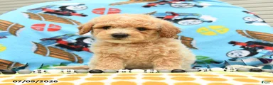 Caramel