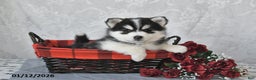 Pomsky dogs for sale: Ashley - Ad 4