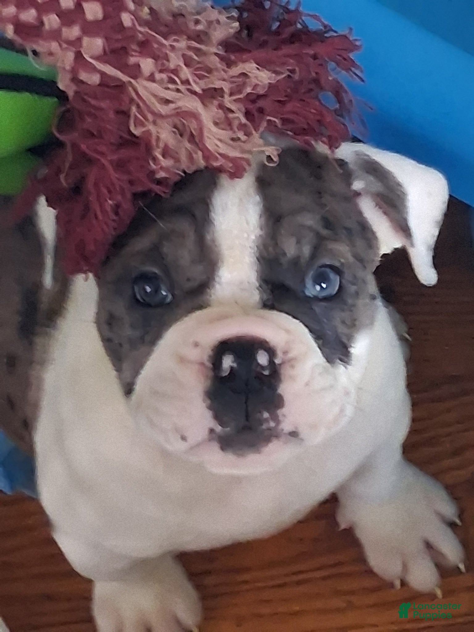 Mixed Breed dogs Bonita - Ad 23