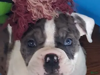 Mixed Breed dogs Bonita - Ad 23