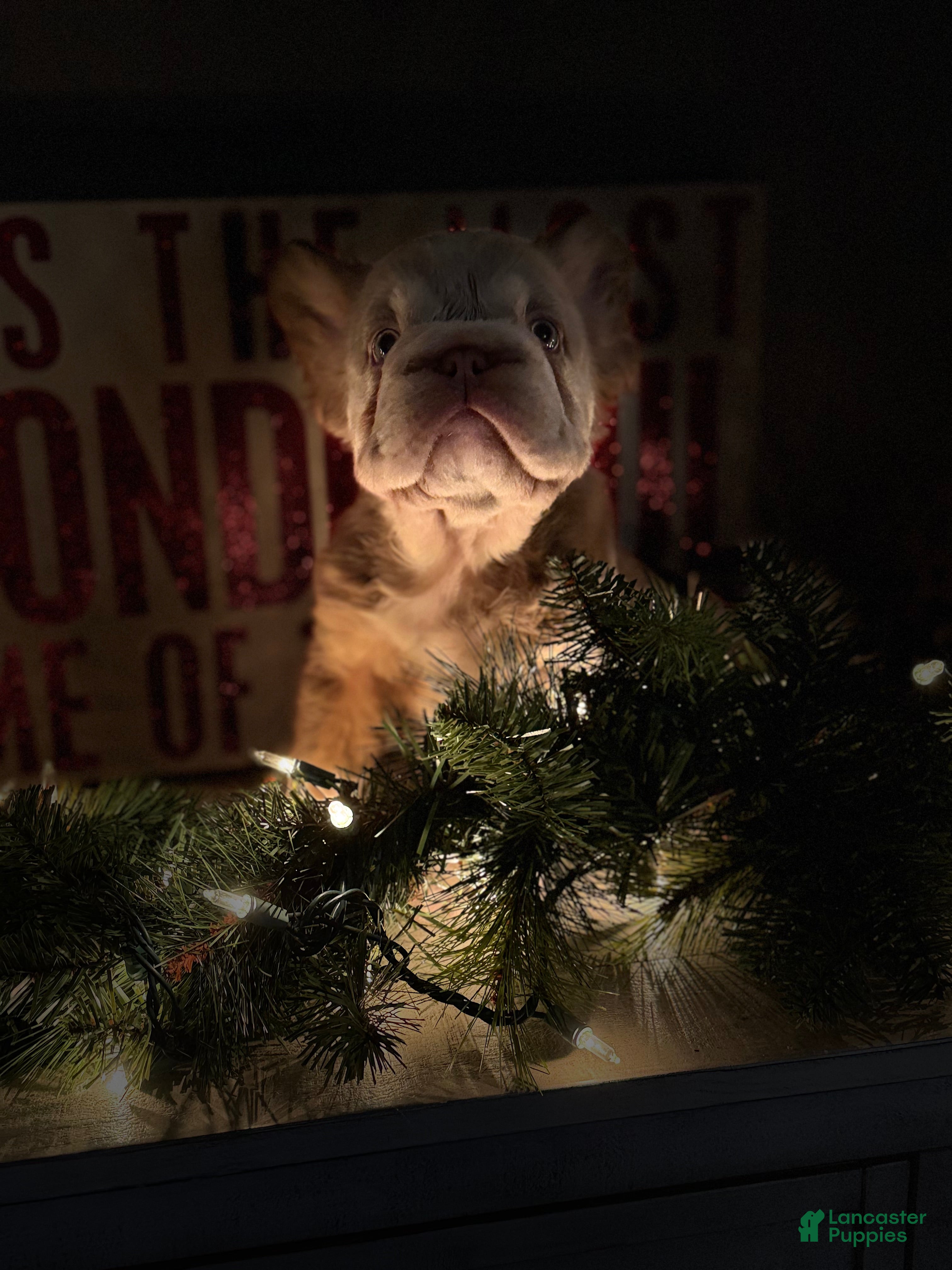 French Bulldog dogs Frosty - Ad 12