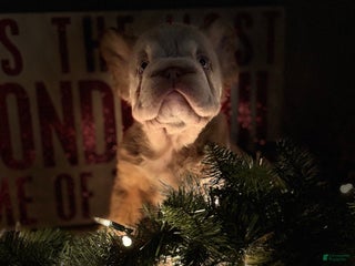French Bulldog dogs Frosty - Ad 12