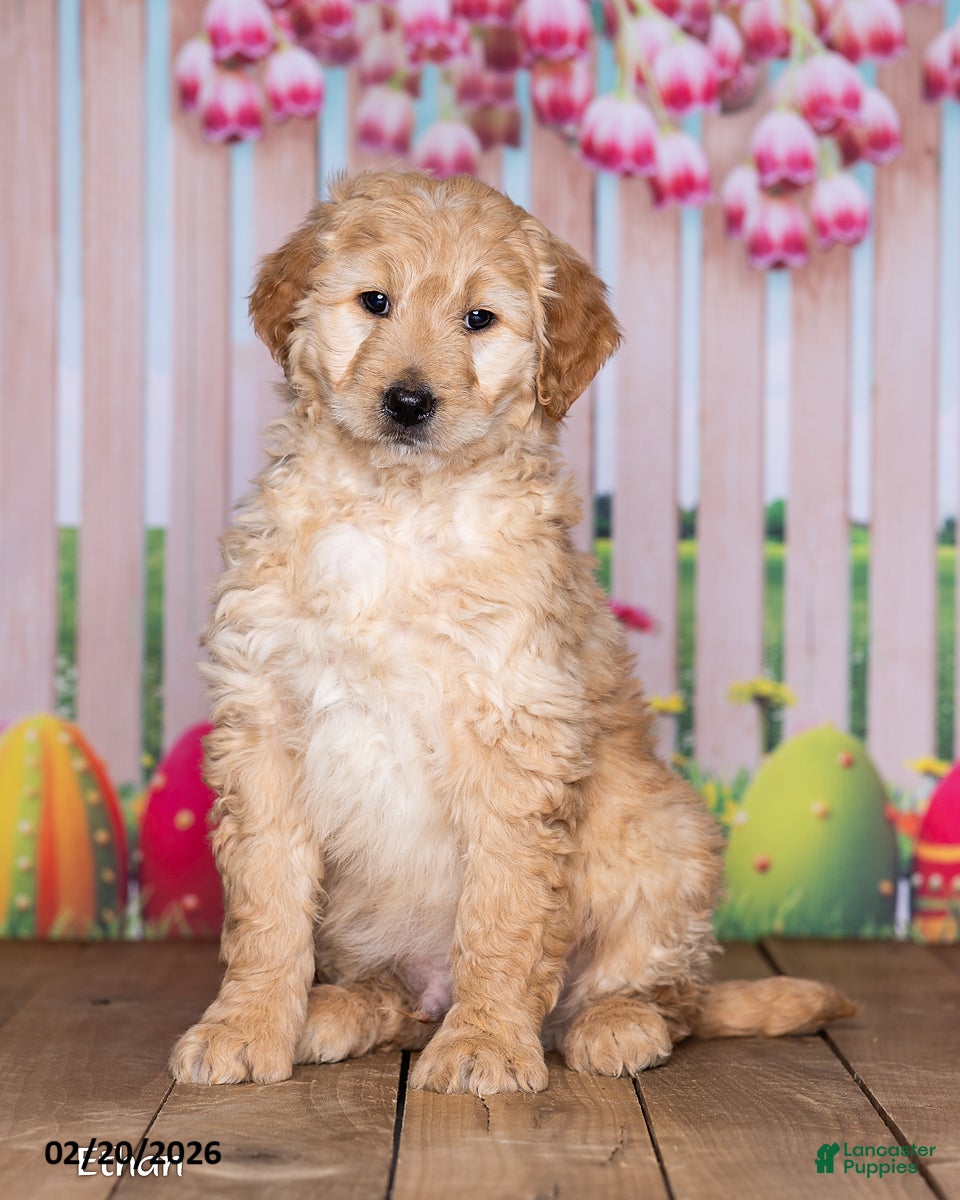 Goldendoodle dogs Ethan - Ad 1