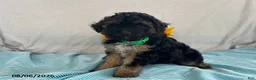 Yorkiepoo dogs for sale: Skipper - Ad 4