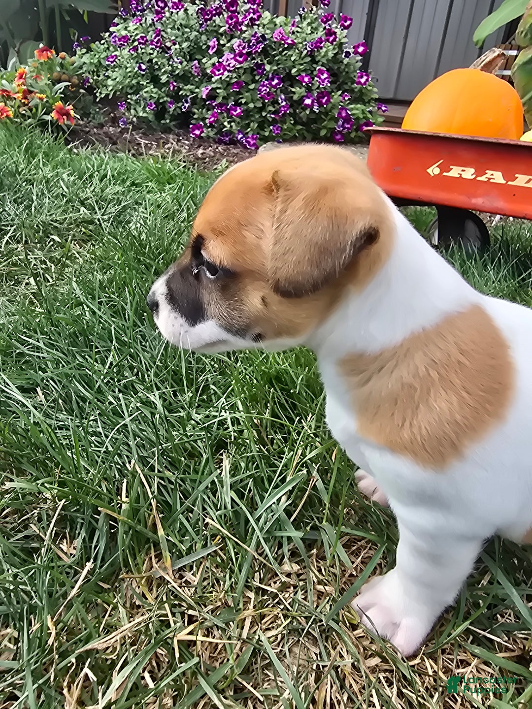 Jack Russell Terrier dogs for sale: Molly - Ad 4