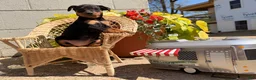 Miniature Pinscher dogs for sale: Jasmine’s  - Ad 2