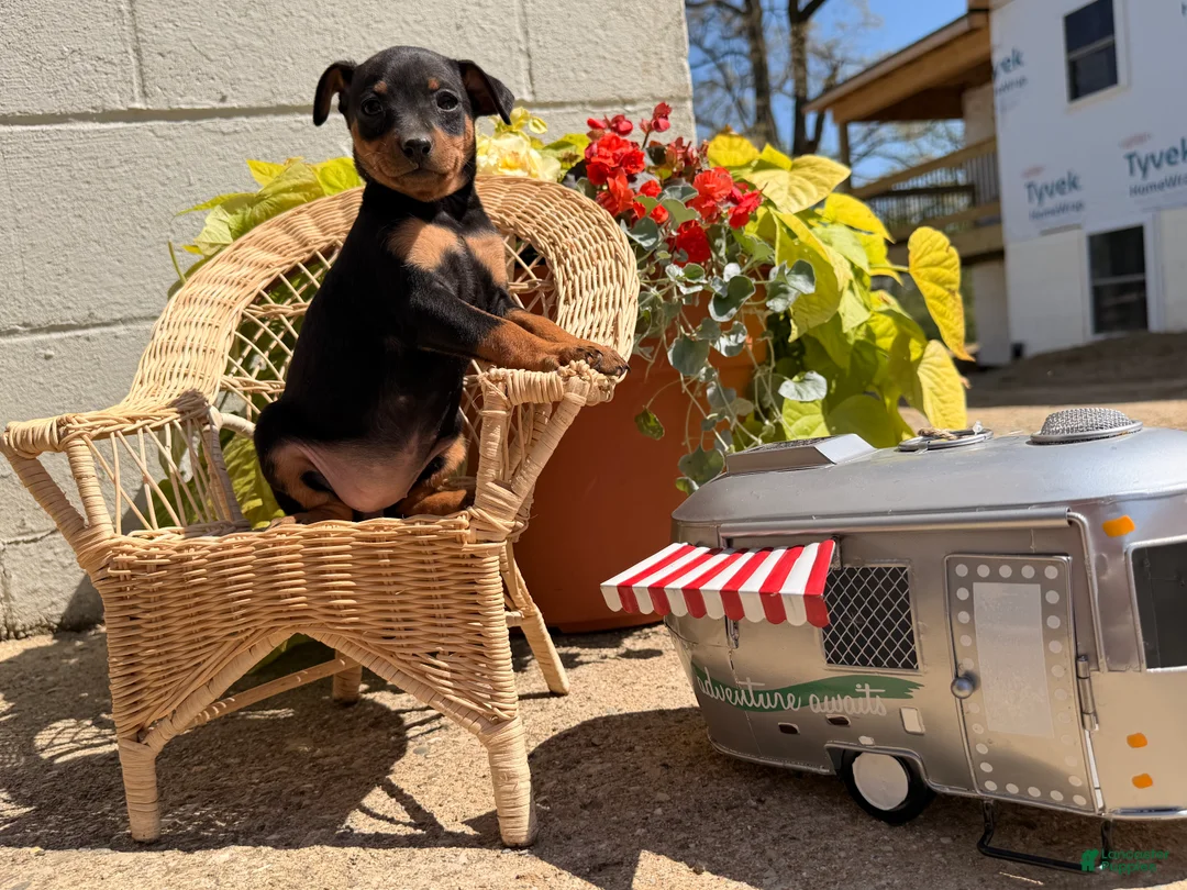 Miniature Pinscher dogs for sale: Jasmine’s  - Ad 2